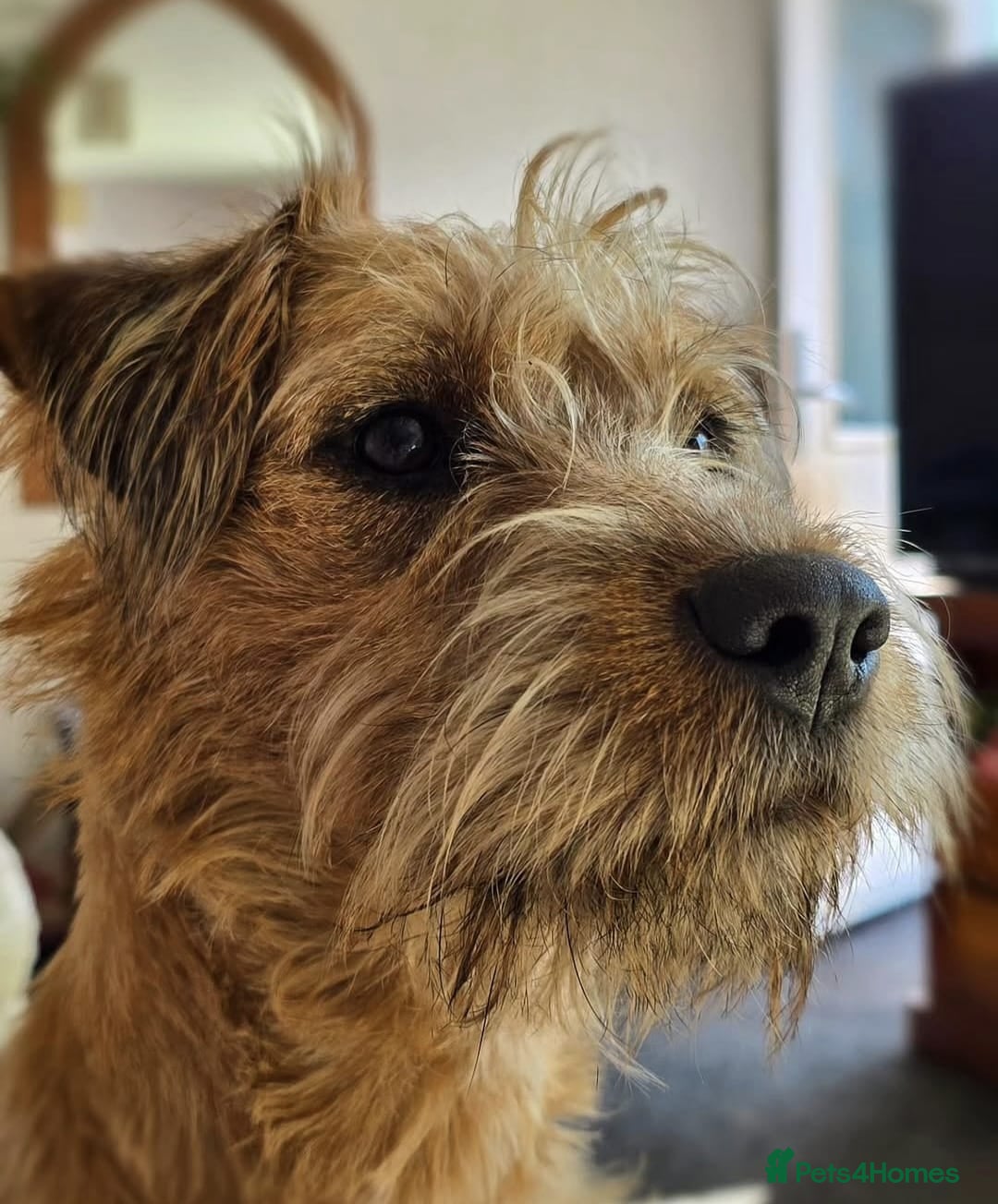 Lakeland Terrier dogs for sale: 18month Lakeland bitch  - Advert 3