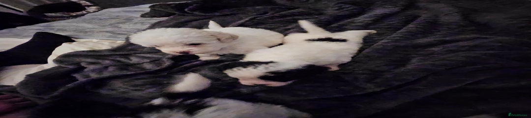 Shihpoo Puppy 7