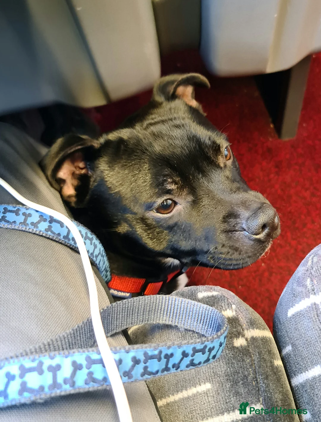 Staffordshire Bull Terrier dogs for sale: Adorable Black and blue kc staffy puppys  - Advert 8