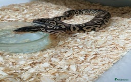 Python Snake reptiles for sale: Ball pythons adult females and hatchlings  - Image 6
