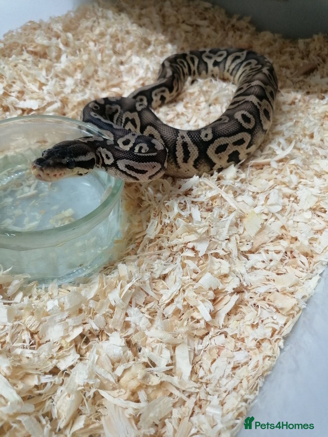 Python Snake reptiles for sale: Ball pythons adult females and hatchlings  - Image 6