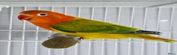 Lovebirds birds for sale: Lovebirds with DNA Certificate - Advert 2