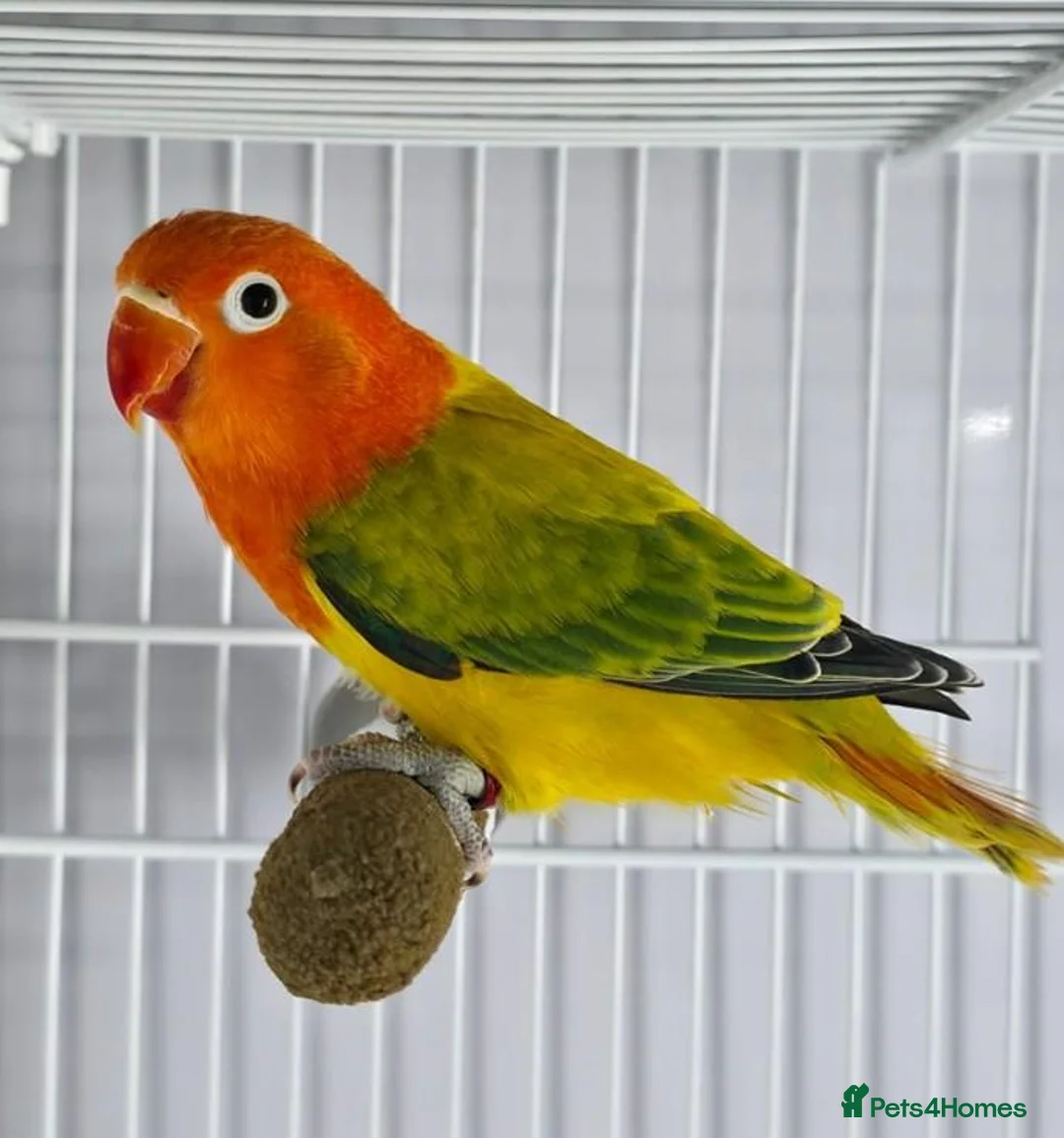 Lovebirds birds for sale: Lovebirds with DNA Certificate - Advert 2