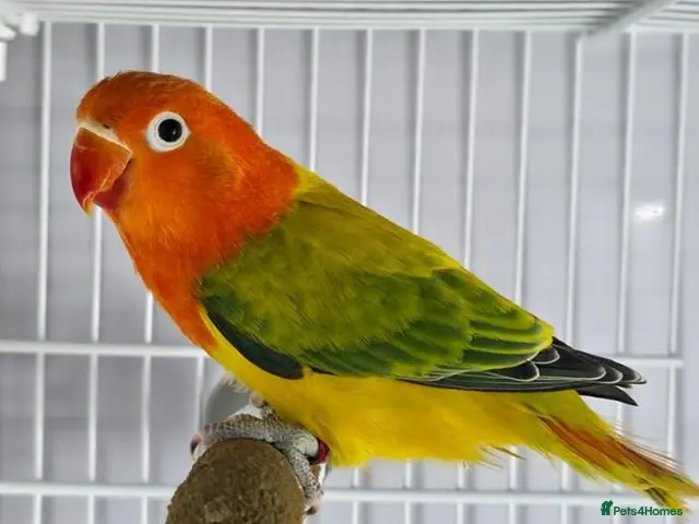 Lovebirds birds for sale: Lovebirds with DNA Certificate - Advert 2