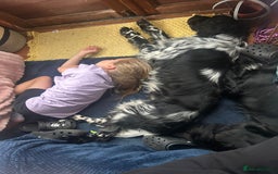 English Setter dogs for adoption: Dingo in Worthing - Image 10