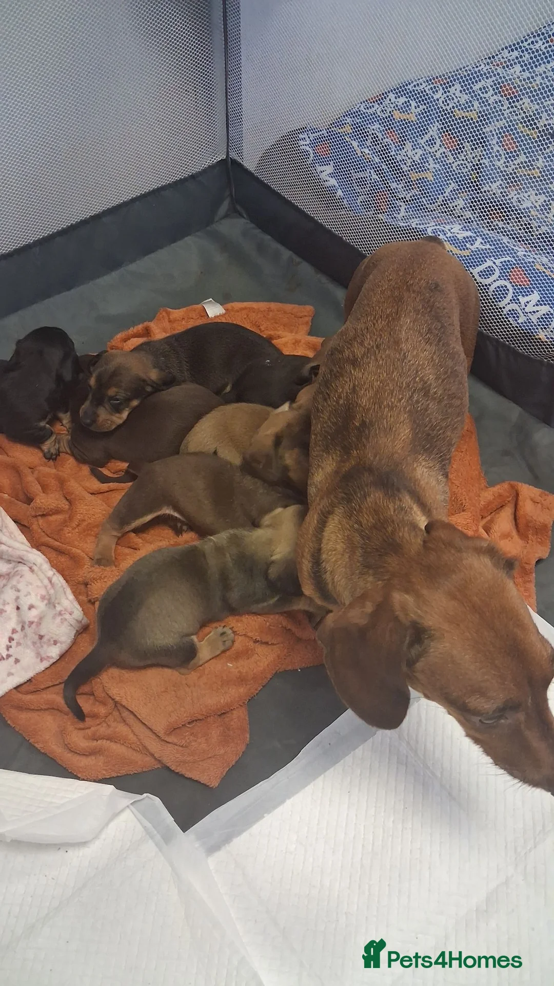 Dachshund dogs for sale: Beautiful Standard Dachshund Puppies for sale  - Advert 2