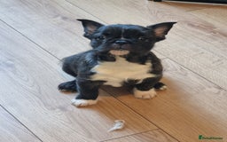 French Bulldog dogs for sale: Fench bulldogs  - Image 2