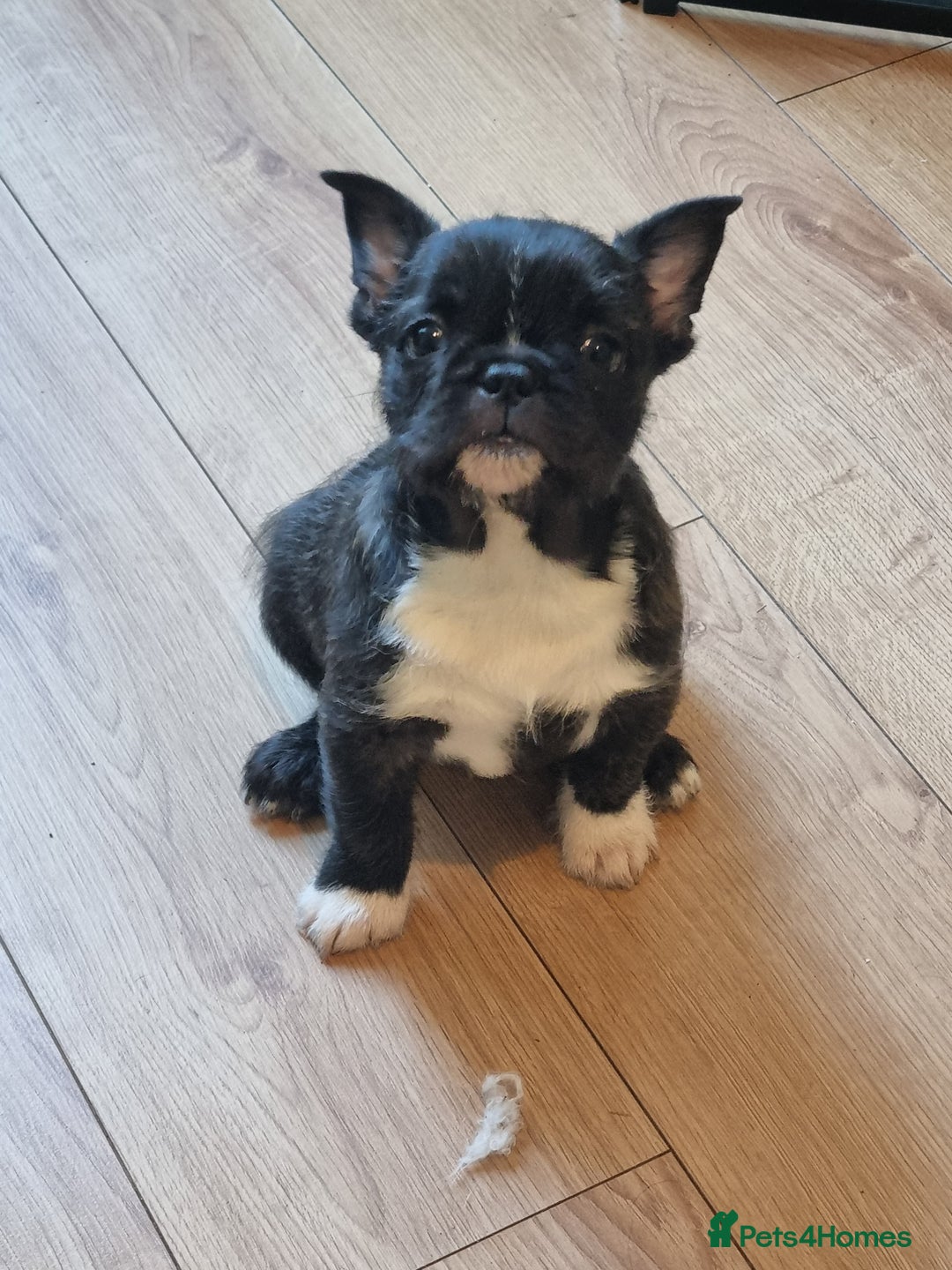 French Bulldog dogs for sale: Fench bulldogs  - Image 2