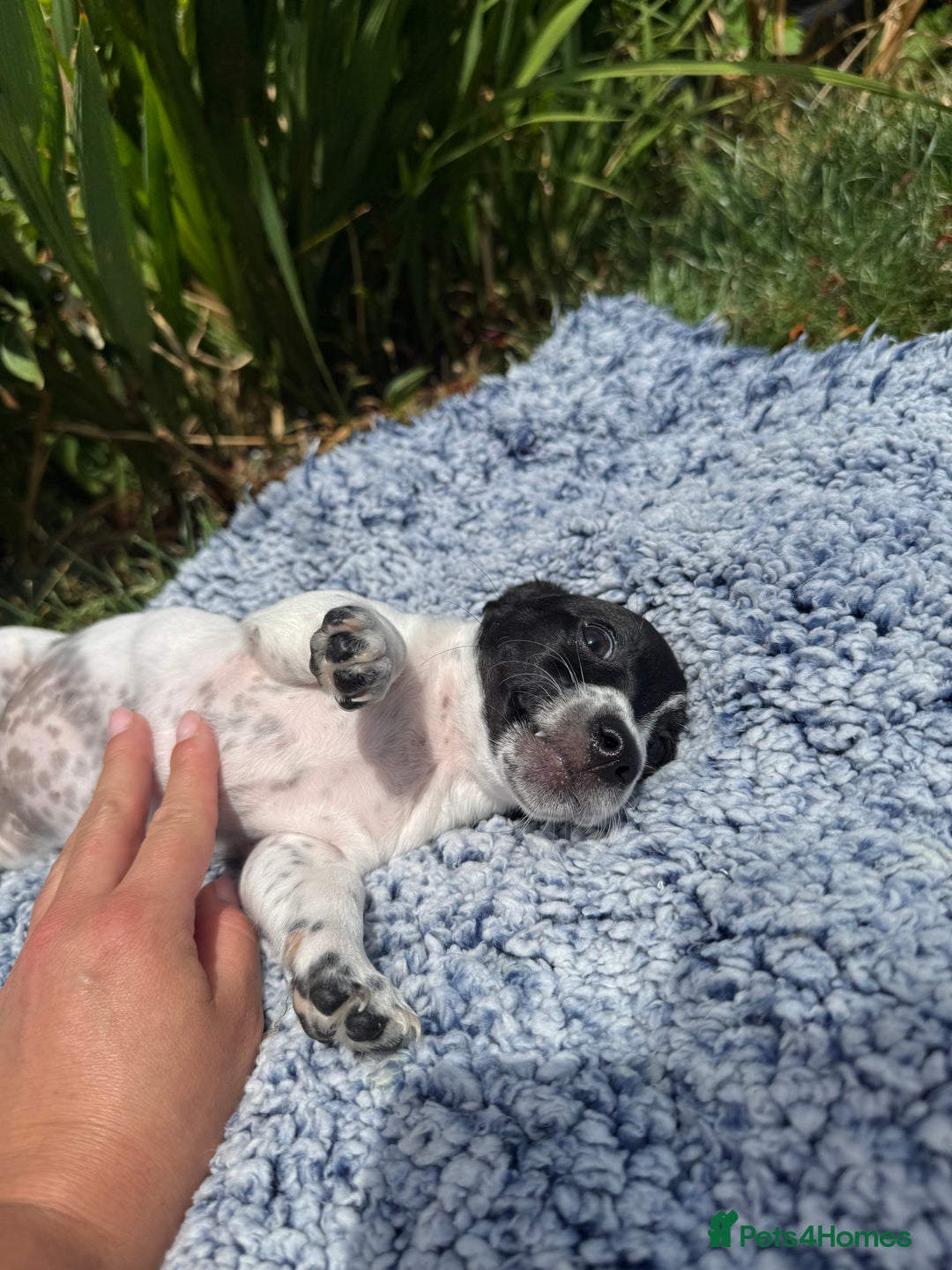 Jack Russell dogs for sale: 5 Available: Jack Russell Puppies. 2 Girls, 3 Boys - Image 17