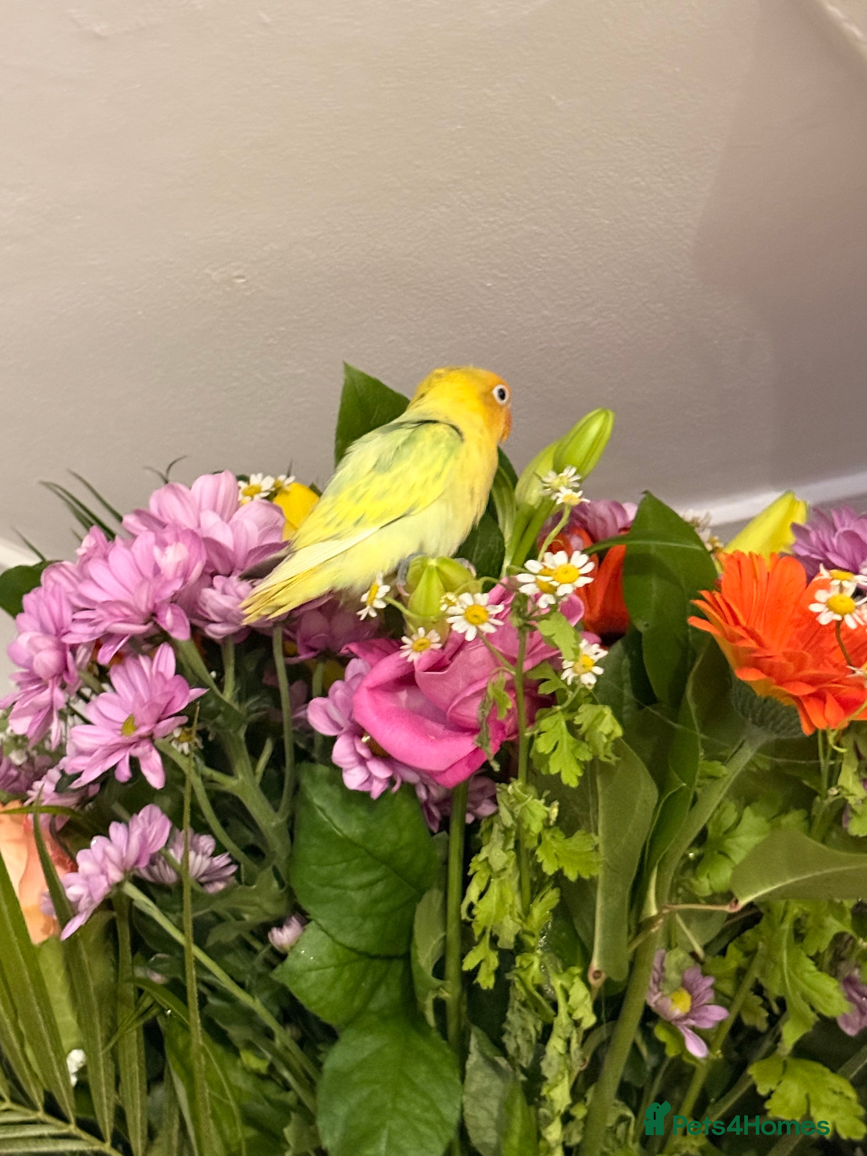 Mixed Breed birds Bird 4 months old  in Romford - Advert 1