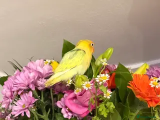 Mixed Breed birds Bird 4 months old in Romford - Advert 1