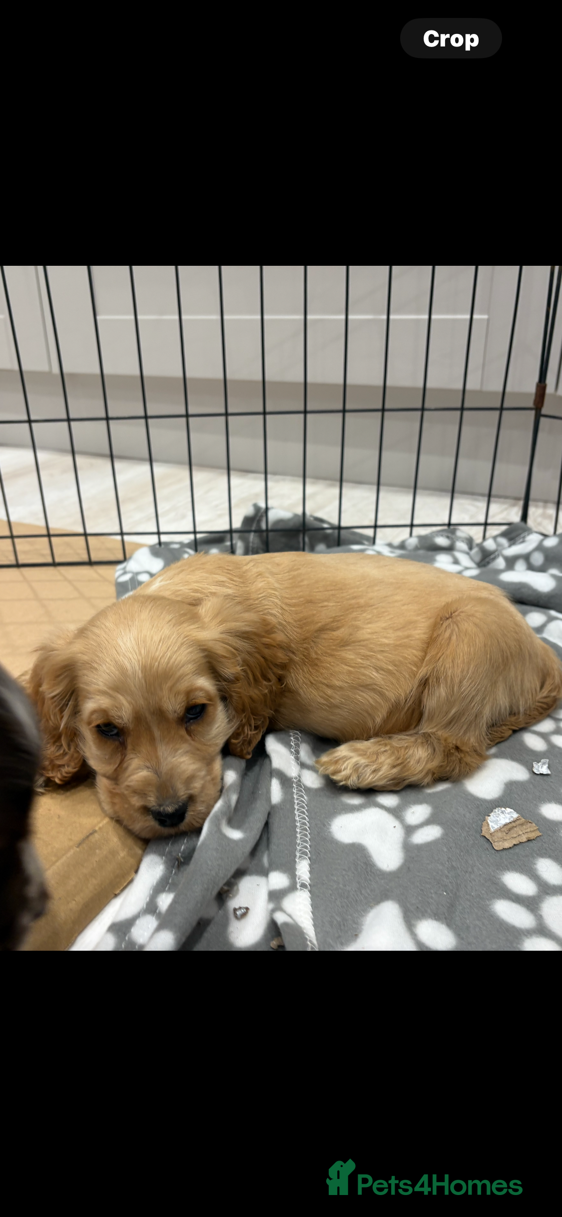 Cocker Spaniel dogs Stunning show type cocker spaniel puppies  - Advert 4