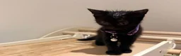 Domestic Shorthair cats for sale: Kittens - Advert 9