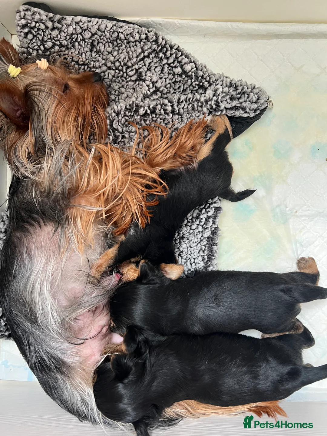 Yorkshire Terrier dogs for sale: Toy size pedigree Yorkie pups.  in Birmingham - Advert 11