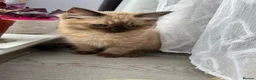 Ragdoll cats for sale: Rare Fully brown Sepia Ragdoll boy Ready - Advert 10