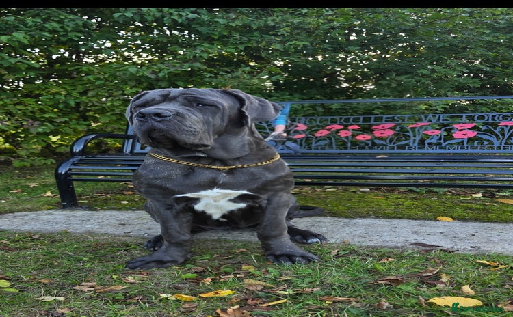 Neapolitan Mastiff dogs - Advert 1