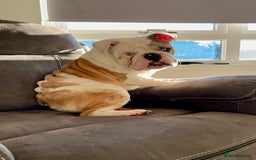 English Bulldog dogs for stud: British Bulldog Stud - First time available.  - Image 7