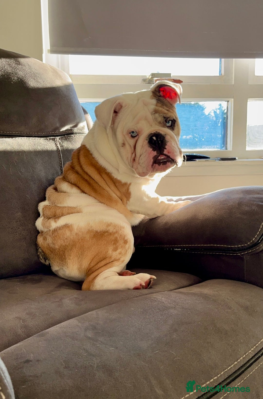 English Bulldog dogs for stud: British Bulldog Stud - First time available.  - Image 7