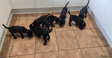 Labrador Retriever dogs - Advert 10