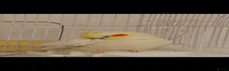 Cockatiels birds for sale: Tame Female Lutino Cockatiel + Cage & Food £30 in Leeds - Advert 6