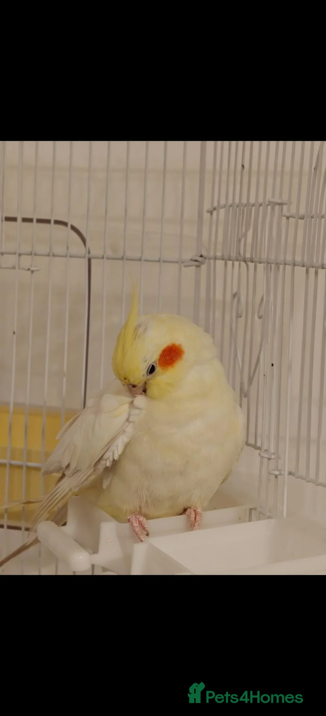 Cockatiels birds for sale: Tame Female Lutino Cockatiel + Cage & Food £30 in Leeds - Advert 6