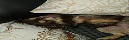 Chihuahua dogs for stud: Chihuahua stud - Advert 6