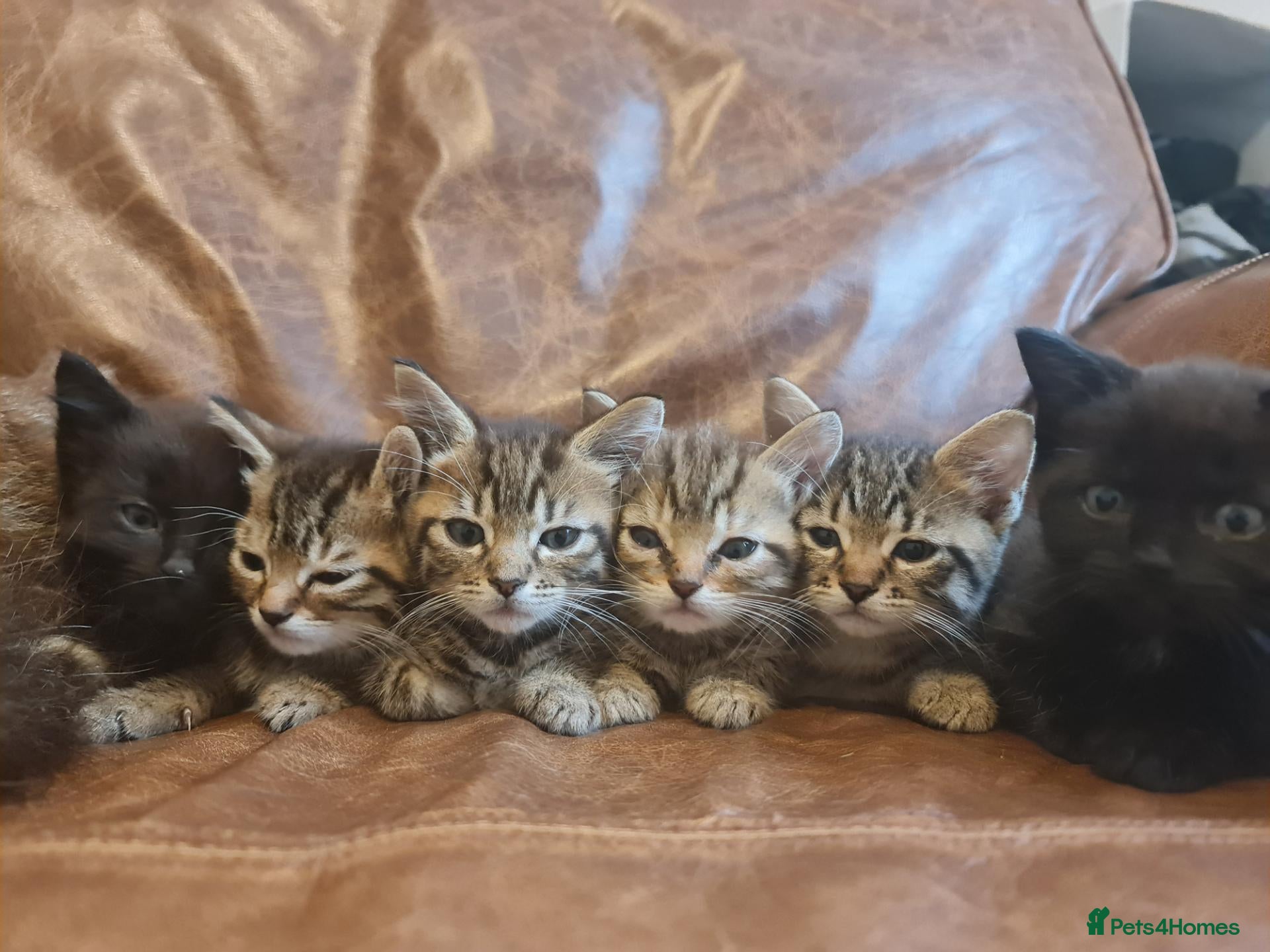 Mixed Breed cats Kittens for sale  - Advert 1