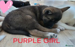 Akita dogs for sale: American akita puppies x10 - Image 5