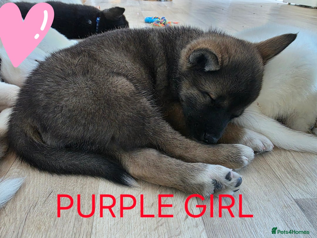 Akita dogs for sale: American akita puppies x10 - Image 5