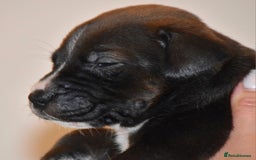 Belgian Shepherd Dog dogs for sale: Exceptional Herders from World-Class Lines - Image 31