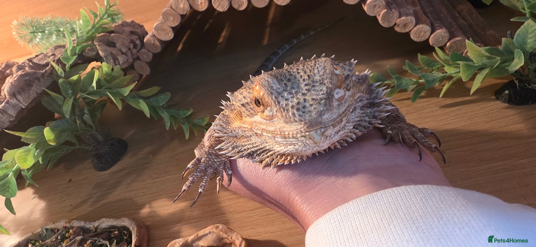 Bearded Dragon reptiles for sale: Travis the Bearded Dragon plus setup  - Image 7