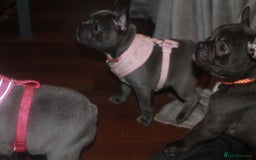 French Bulldog dogs for sale: KC French Bulldog Puppies -Last One.Ready to leave - Image 7