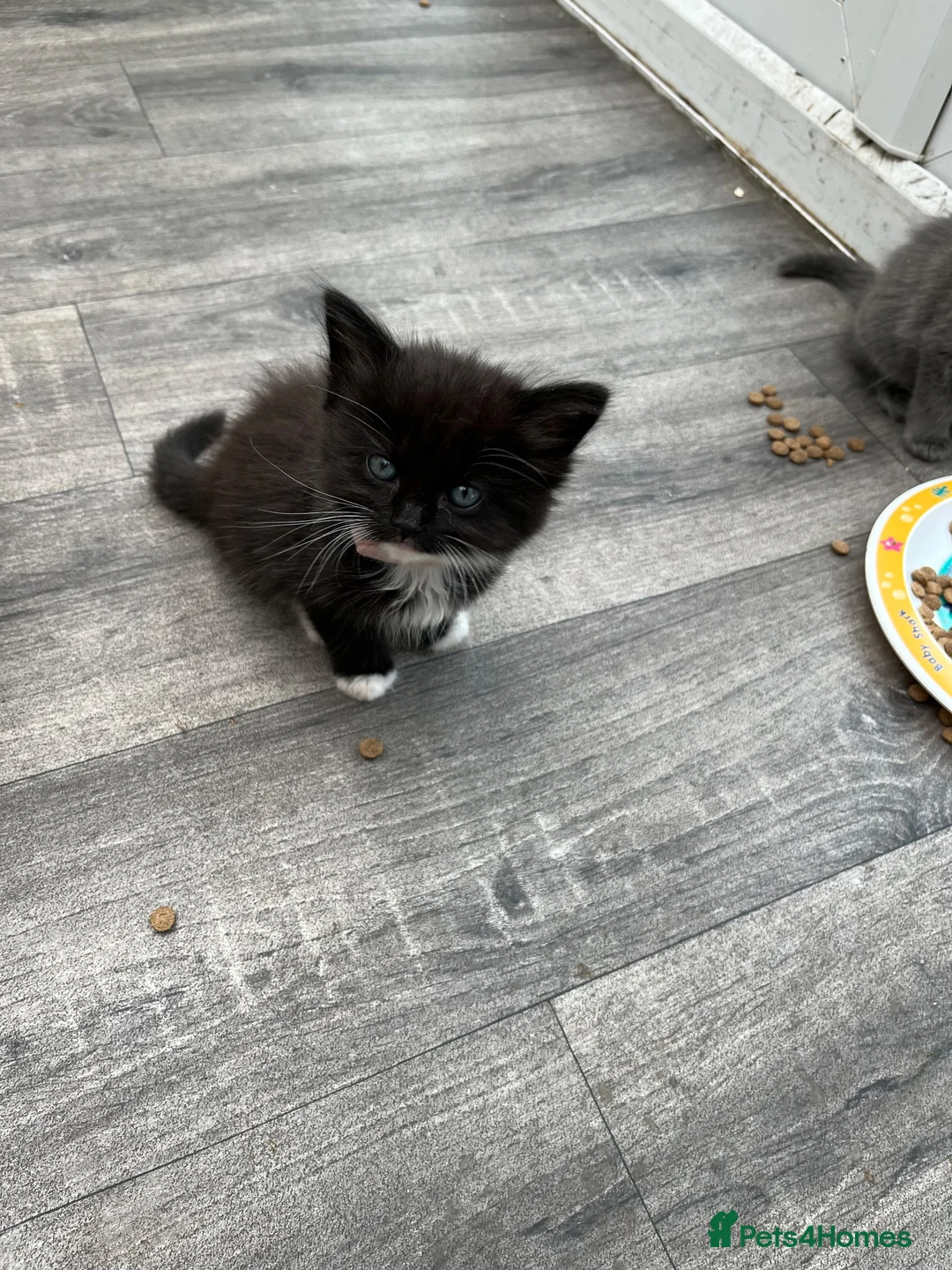 Mixed Breed cats for sale: 5 beautiful long haired kittens  - Advert 22