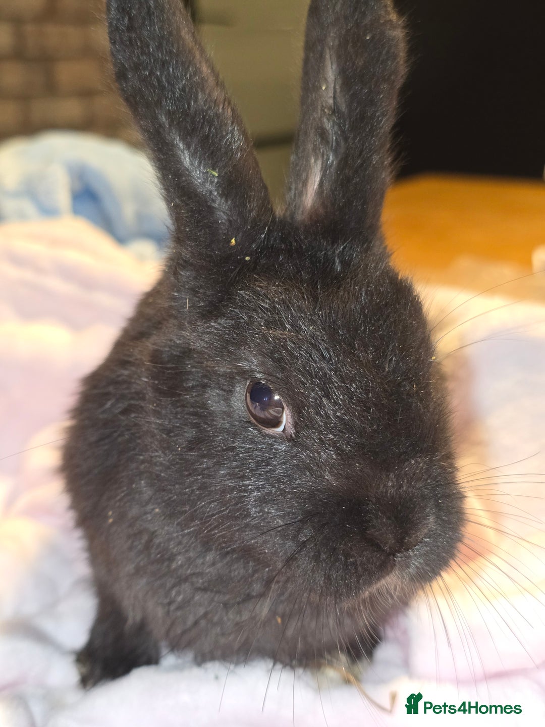 Lionhead rabbits for sale: 3 left lion x cross lop - Image 3