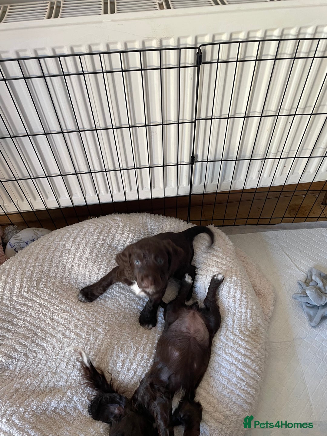 Cocker Spaniel dogs for sale: Adorable working cocker spaniel puppies  - Image 16