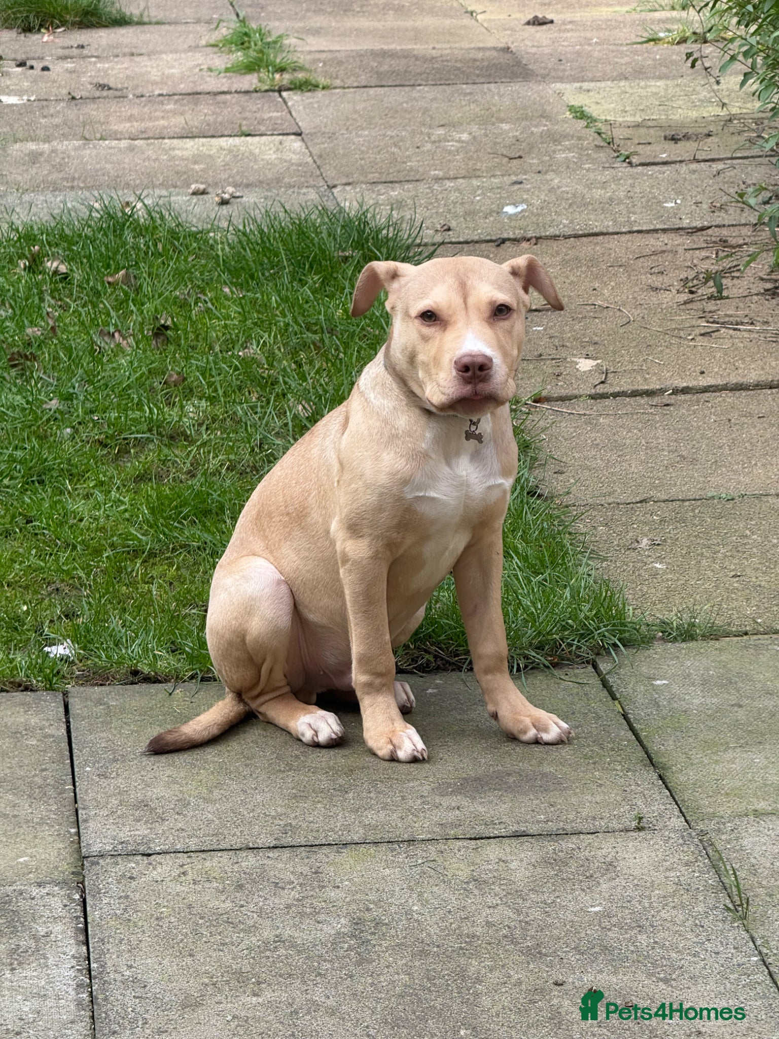 Mixed Breed dogs Simba - Advert 2