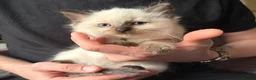 Ragdoll cats for sale: Ragdoll kittens looking for their forever home 💗 - Advert 17