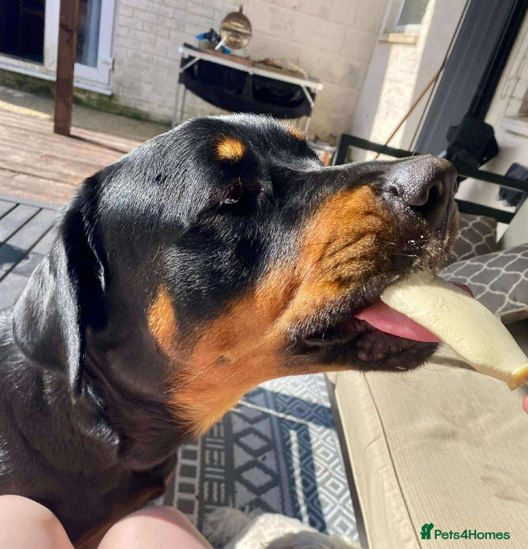 Mixed Breed dogs for sale:  Beautiful natured girl - Advert 10