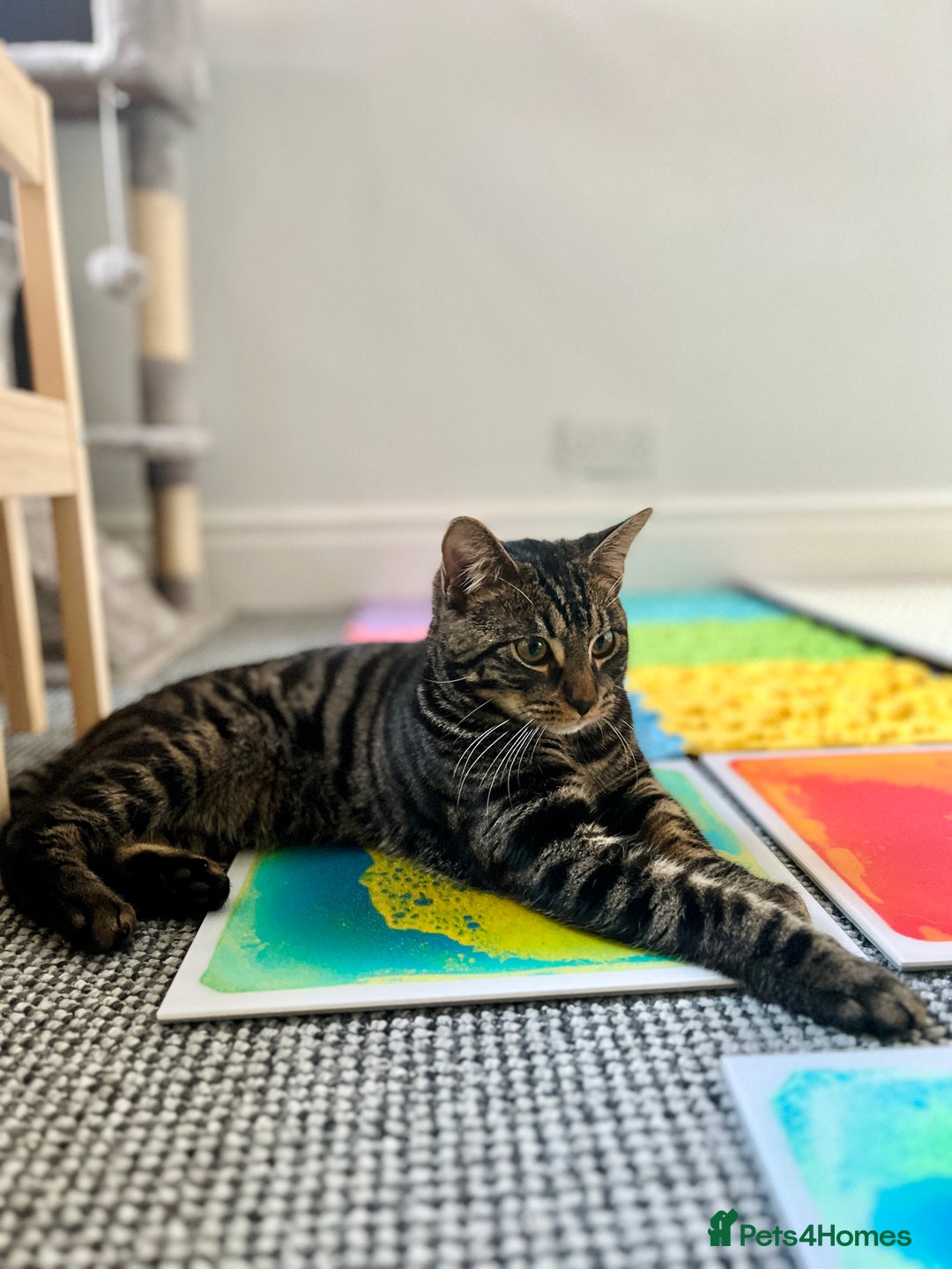 Bengal cats for sale: Female Bengal Kitten For Sale - Advert 1