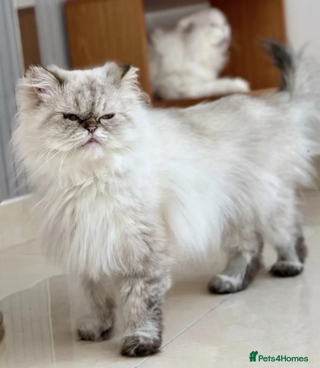 Persian cats for adoption: Female Cat for Indoor-Only Adoption - Advert 4