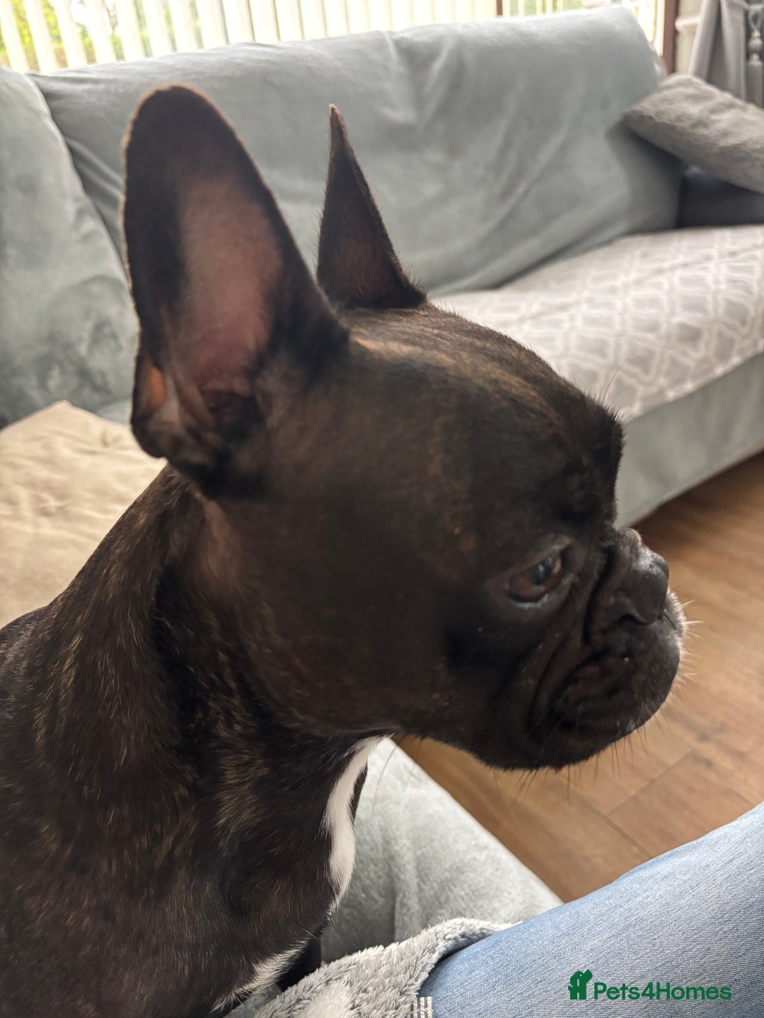 French Bulldog dogs for sale: French Bulldog puppies  - Image 4