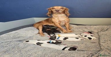Cocker Spaniel dogs - Advert 5