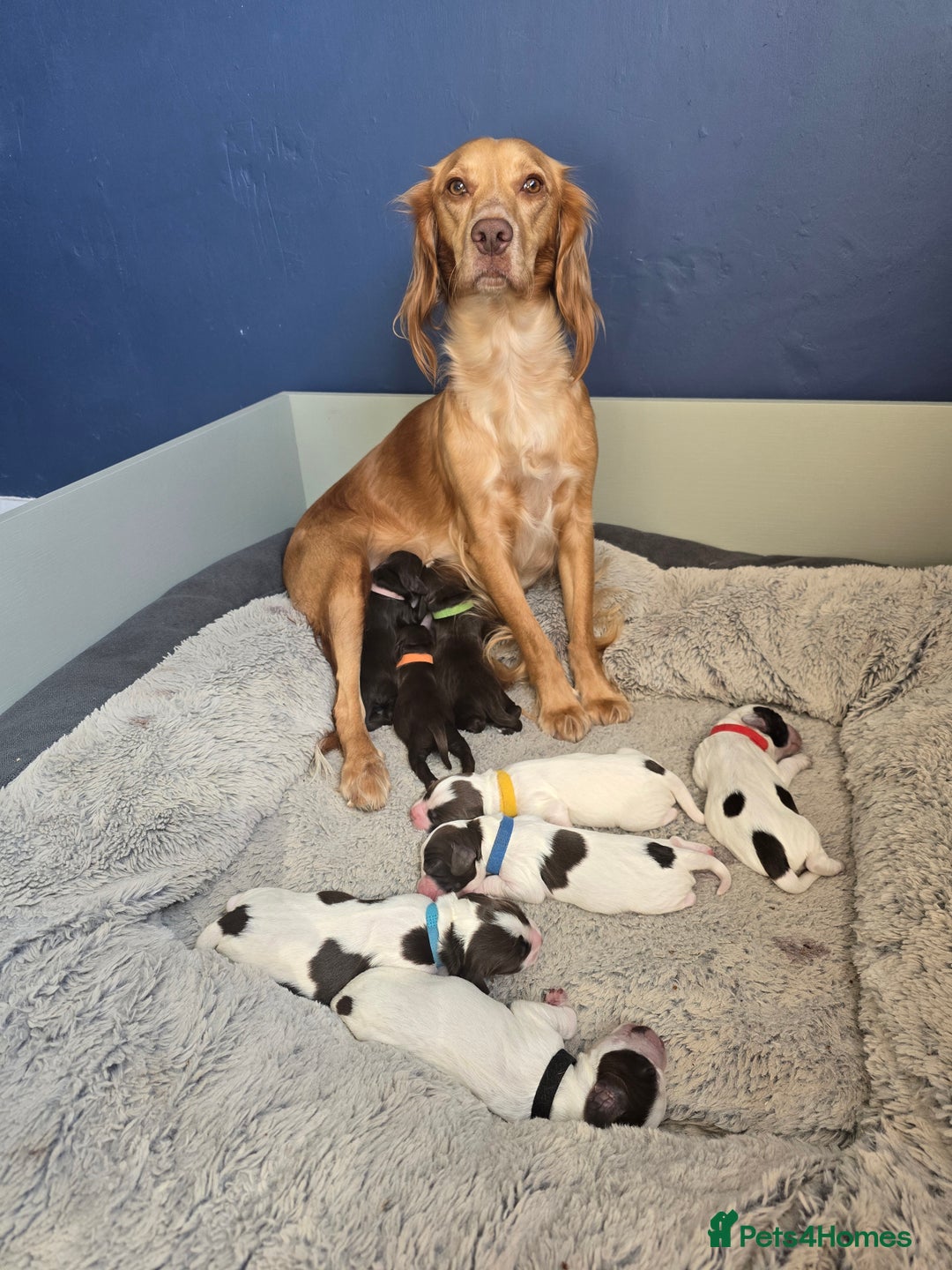 Cocker Spaniel dogs for sale: Cocker spaniel puppies  - Image 1