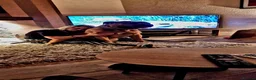 Boerboel dogs for stud: Boerboel  ** tiff for stud in Accrington - Advert 12