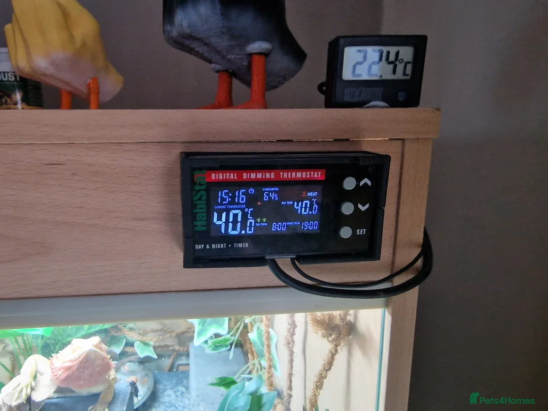 Bearded Dragon reptiles for sale: Bearded dragon and setup for sale - Advert 4