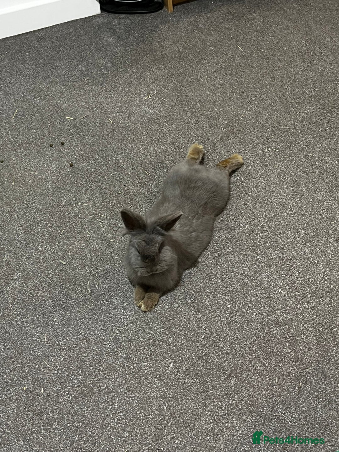 Mixed Breed rabbits for sale: Two rabbits for sale - Advert 4