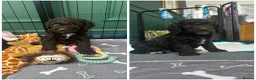 Cockapoo dogs for sale: 🤎 Chocolate Cockapoo’s 🤎 Health Tested 🤎 - Advert 3
