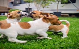 Jack Russell dogs for sale: Beautiful girls - Image 3