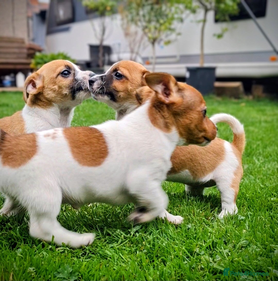 Jack Russell dogs for sale: Beautiful girls - Image 3