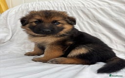 German Shepherd dogs for sale: 4 Stunning German Shepherd Puppies - Image 6